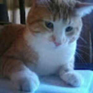 Meet your Posher, Sweater vest